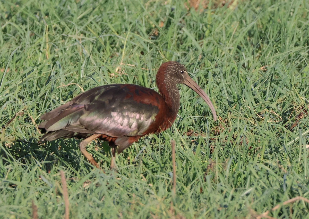 ibis hnědý - ML647199897