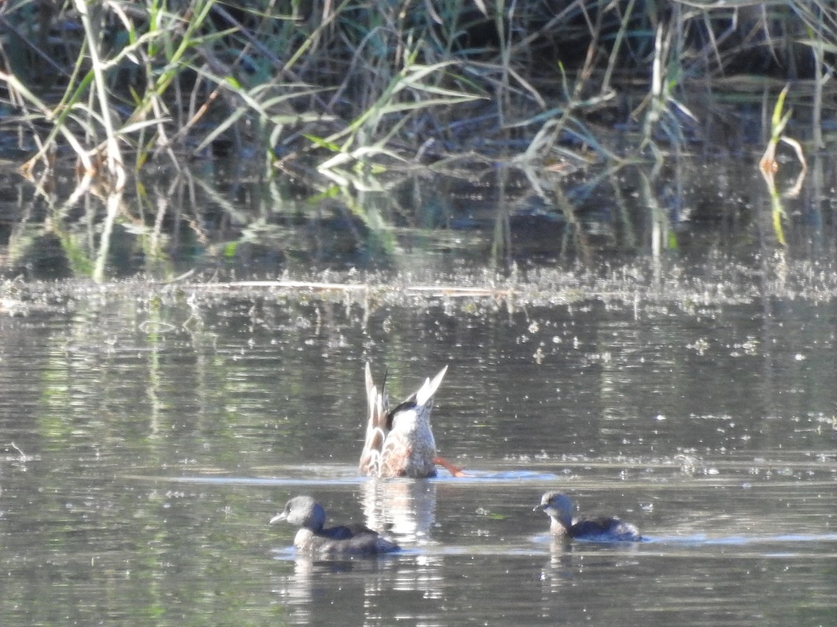 Least Grebe - ML647199899