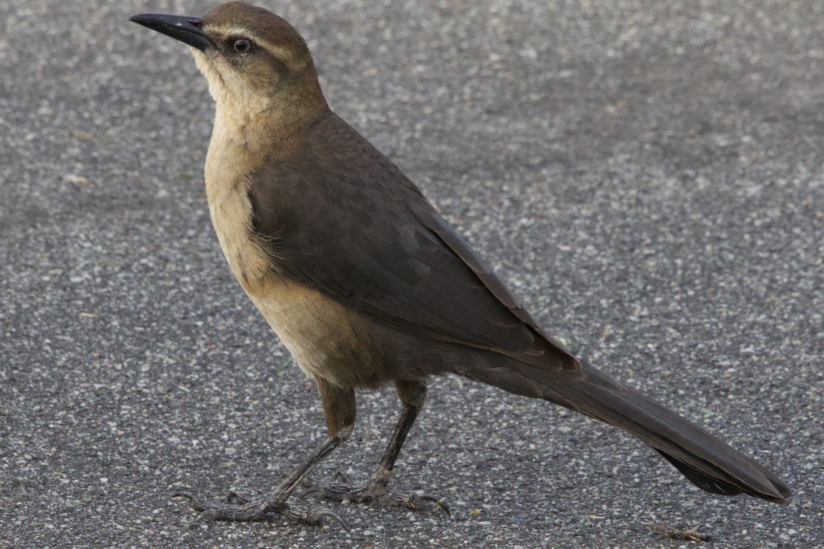 Great-tailed Grackle - ML647199902