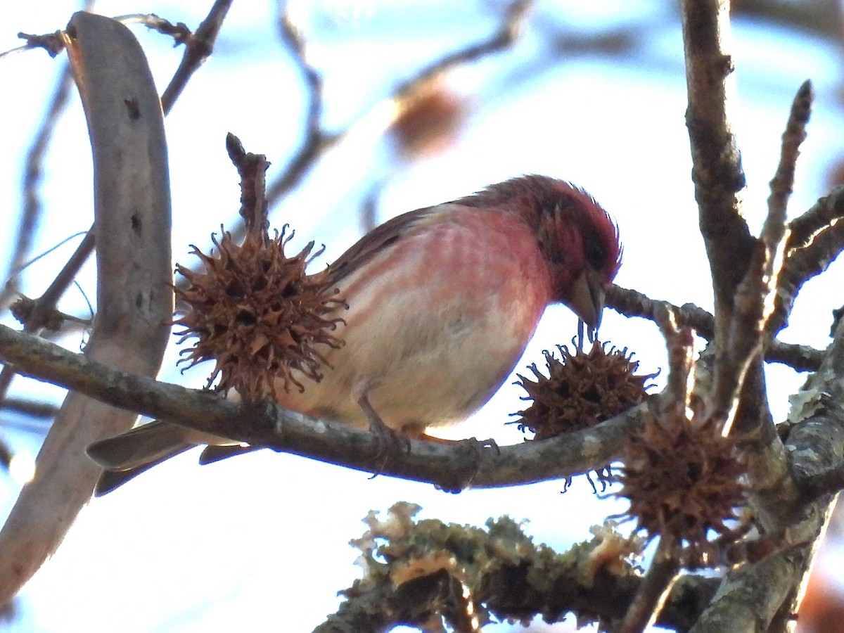 ムラサキマシコ - ML647199903