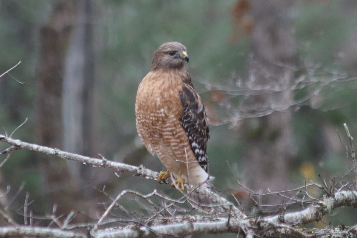 Red-shouldered Hawk - ML647199908