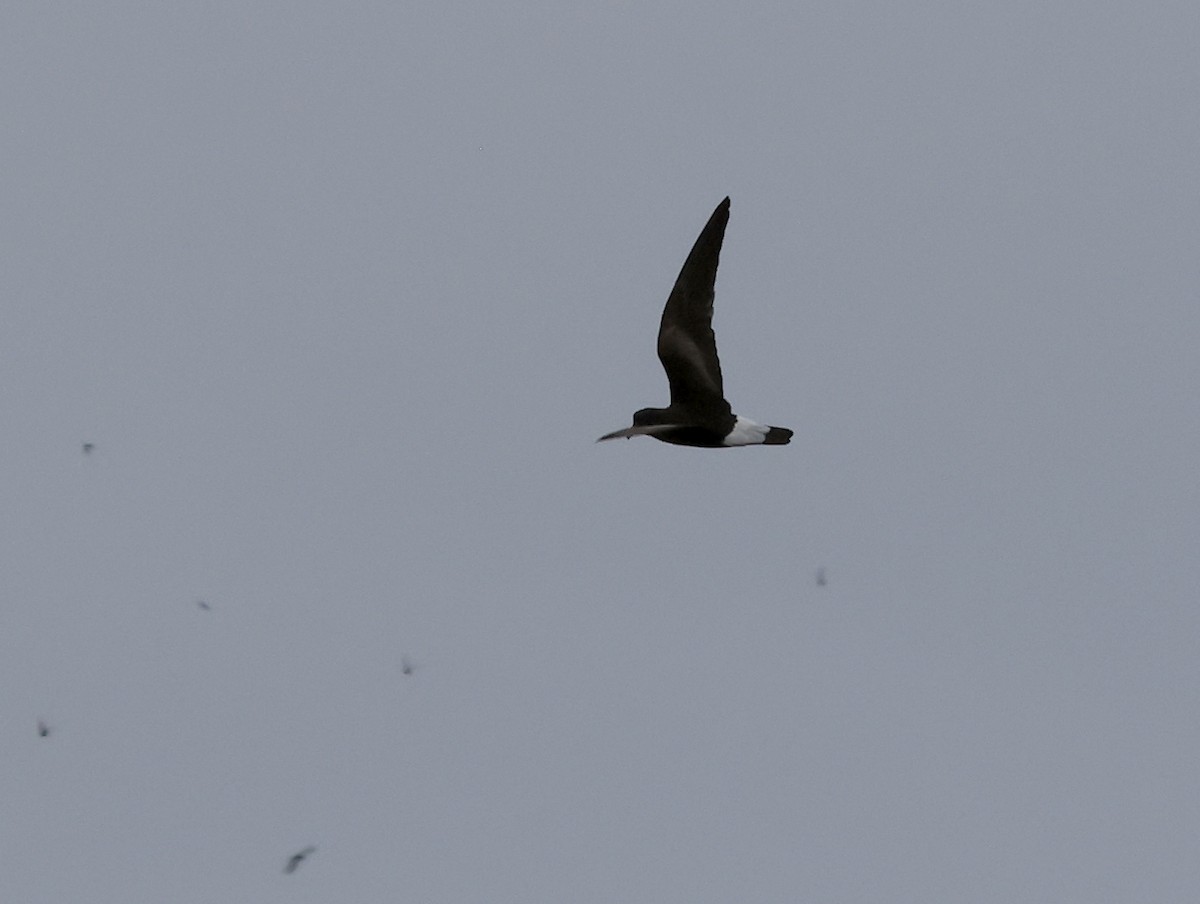 Wedge-rumped Storm-Petrel - ML647199910