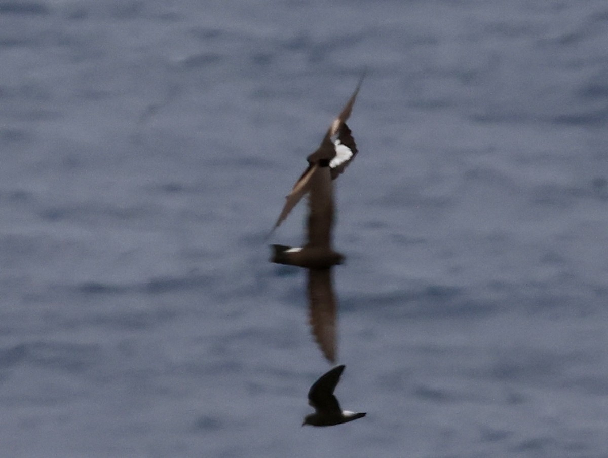 Wedge-rumped Storm-Petrel - ML647199911