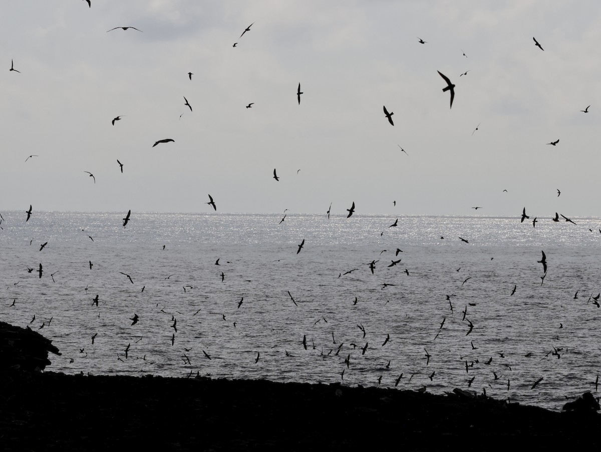 Wedge-rumped Storm-Petrel - ML647199913