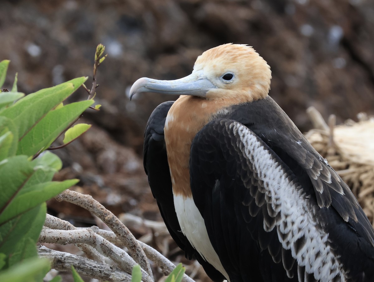 פריגט גדול - ML647199922