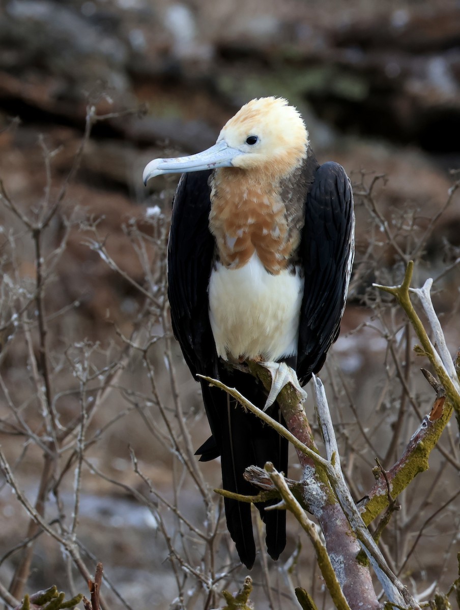 פריגט גדול - ML647199923