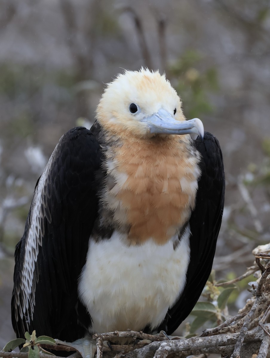 Great Frigatebird - ML647199924