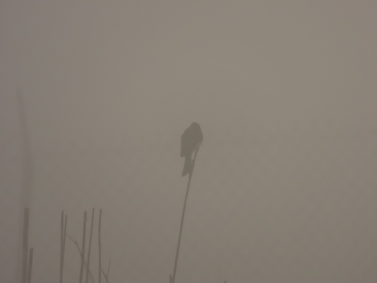 Ak Karınlı Fibi - ML647199933