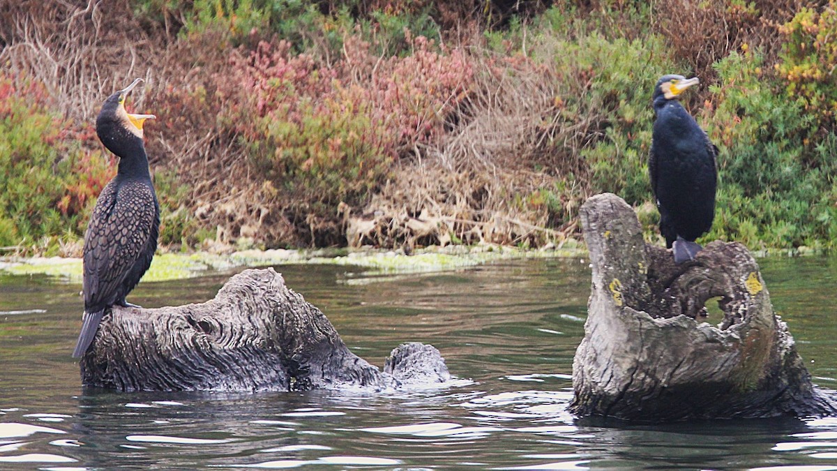 Great Cormorant - ML647199935