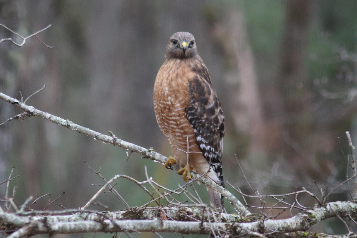Red-shouldered Hawk - ML647199946