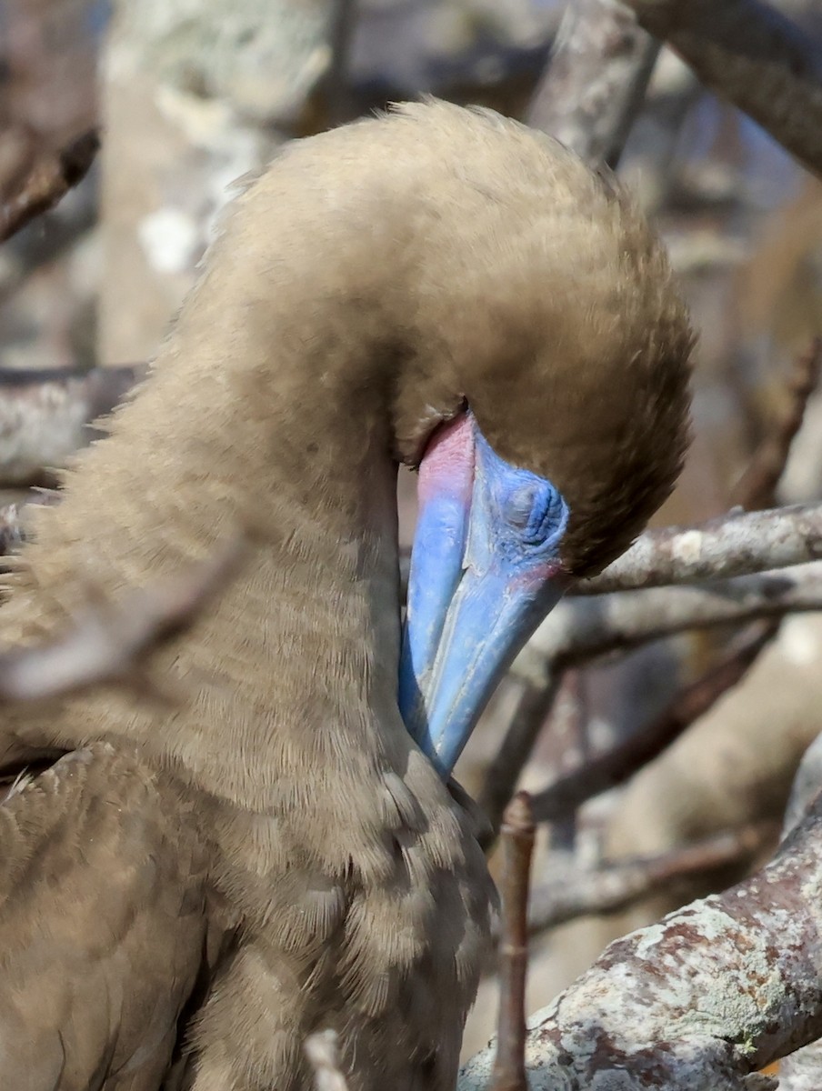 Сула червононога - ML647199950