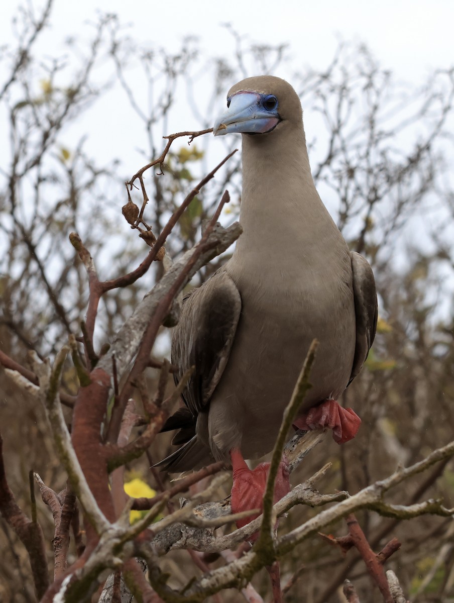 Red-footed Booby - ML647199951