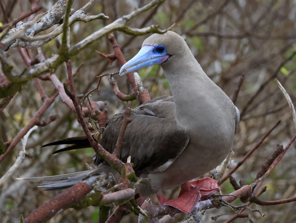 Сула червононога - ML647199952