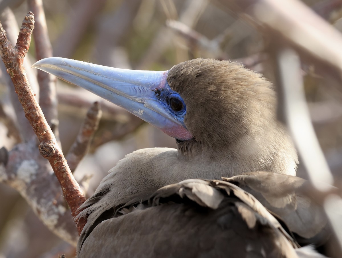Red-footed Booby - ML647199953
