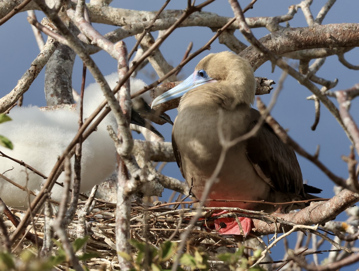 Сула червононога - ML647199954