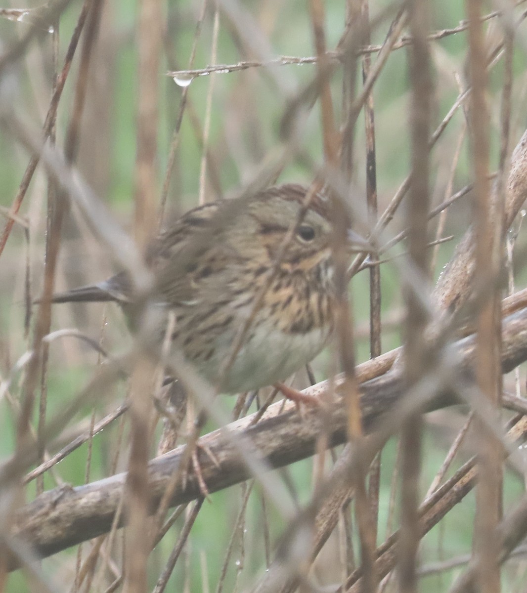 Lincoln Serçesi - ML647199956