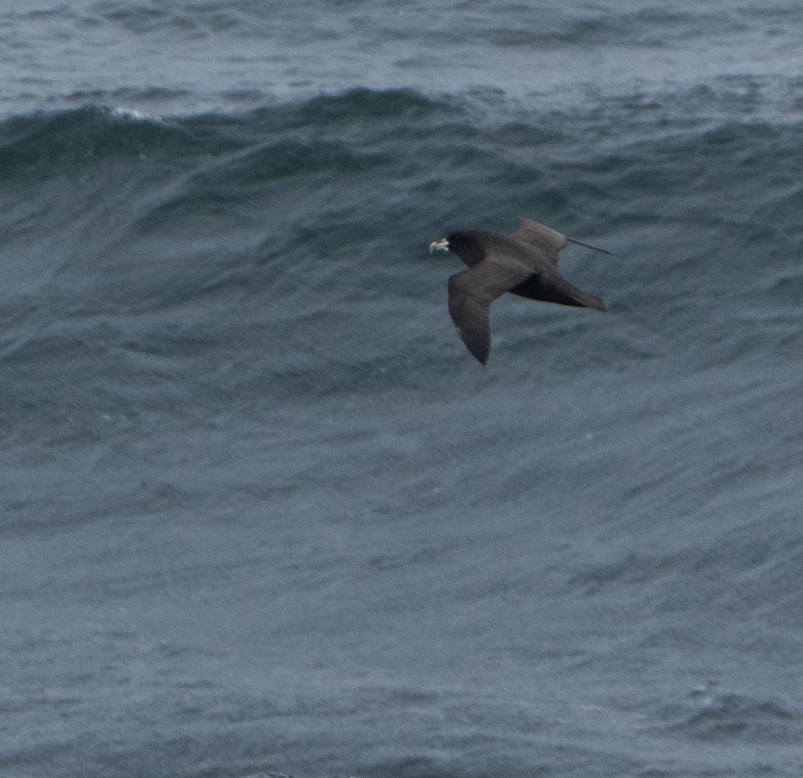 White-chinned Petrel - ML647199962