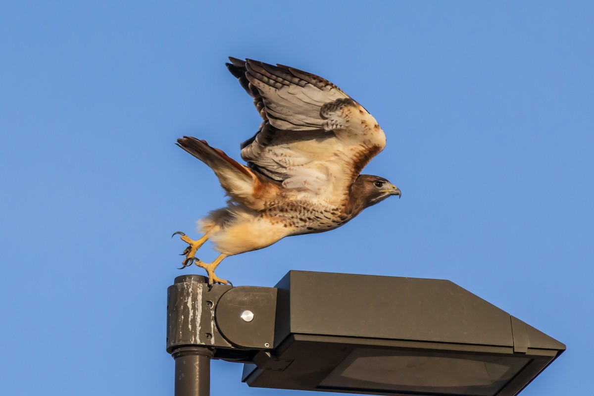 Red-tailed Hawk - ML647199965