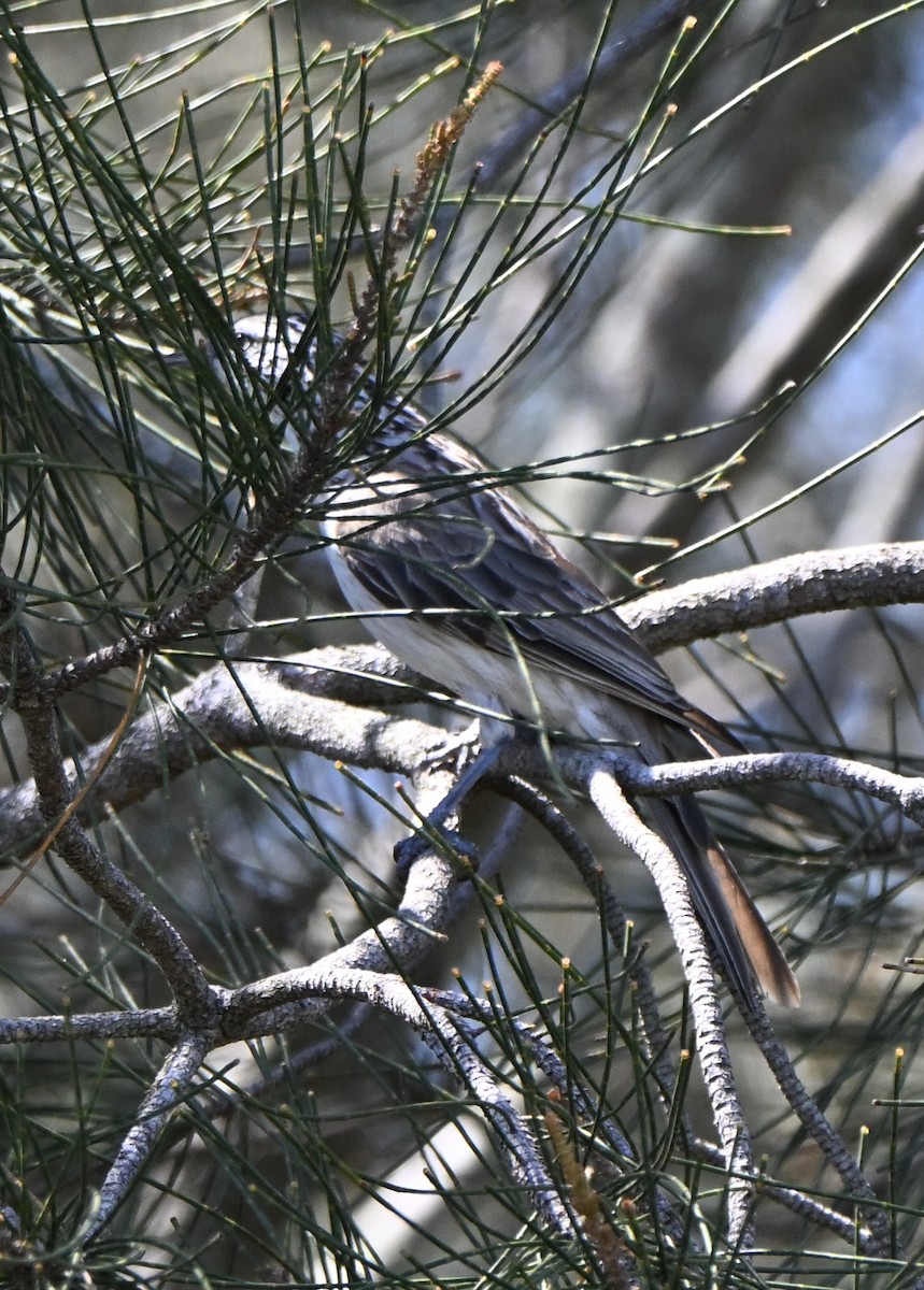 Striped Honeyeater - ML647199967