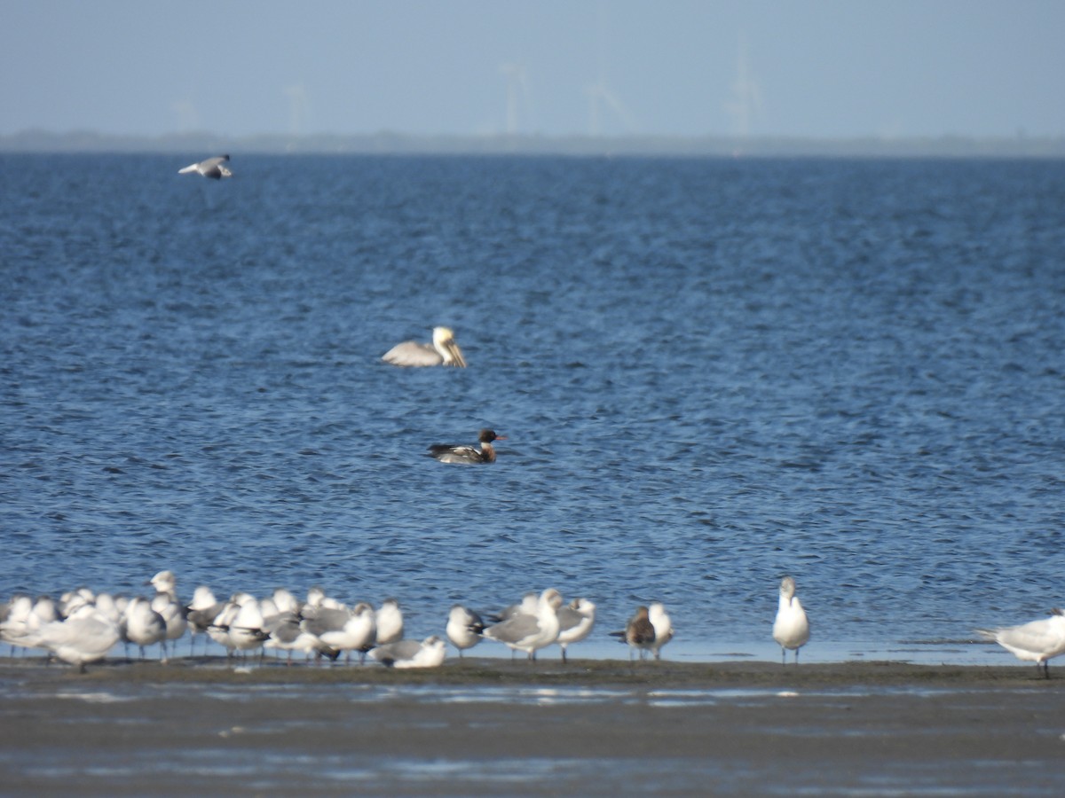 Red-breasted Merganser - ML647199969