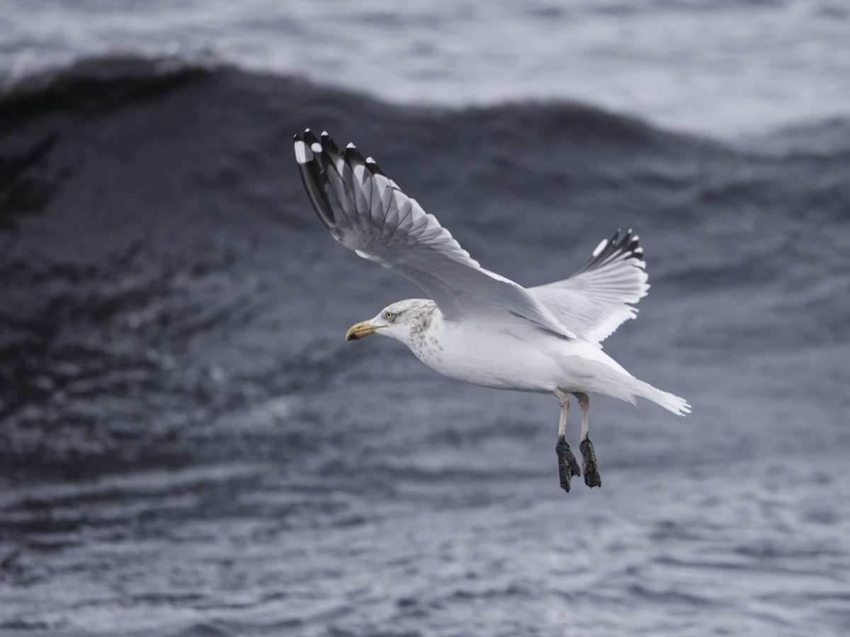 American Herring Gull - ML647199970