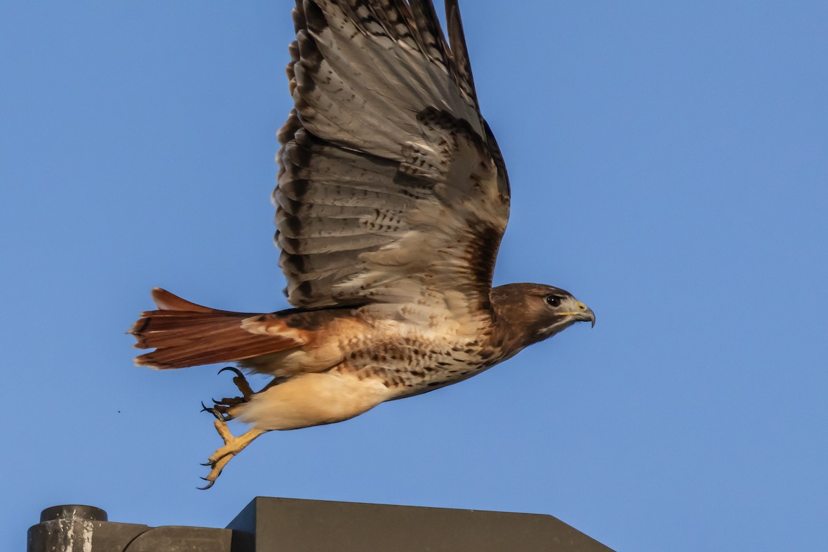 Red-tailed Hawk - ML647199971