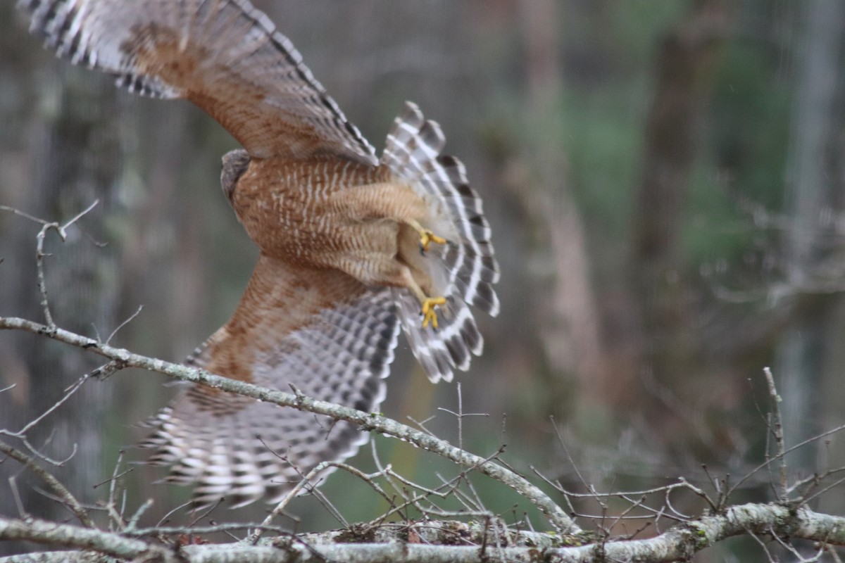 Red-shouldered Hawk - ML647199973