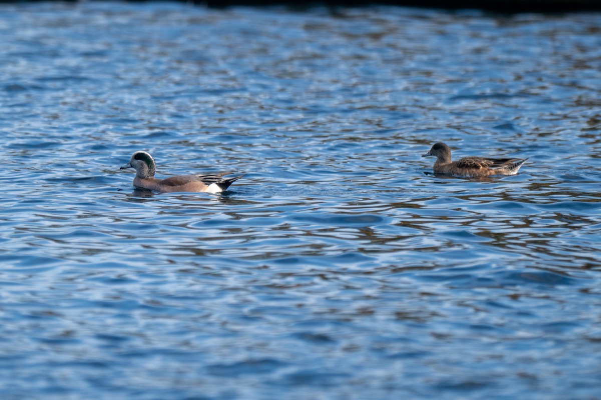 American Wigeon - ML647199975