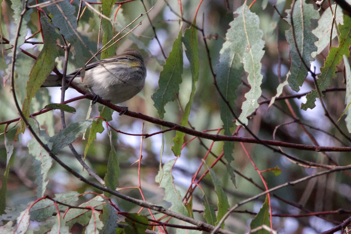 Yellow-rumped Warbler - ML647199976