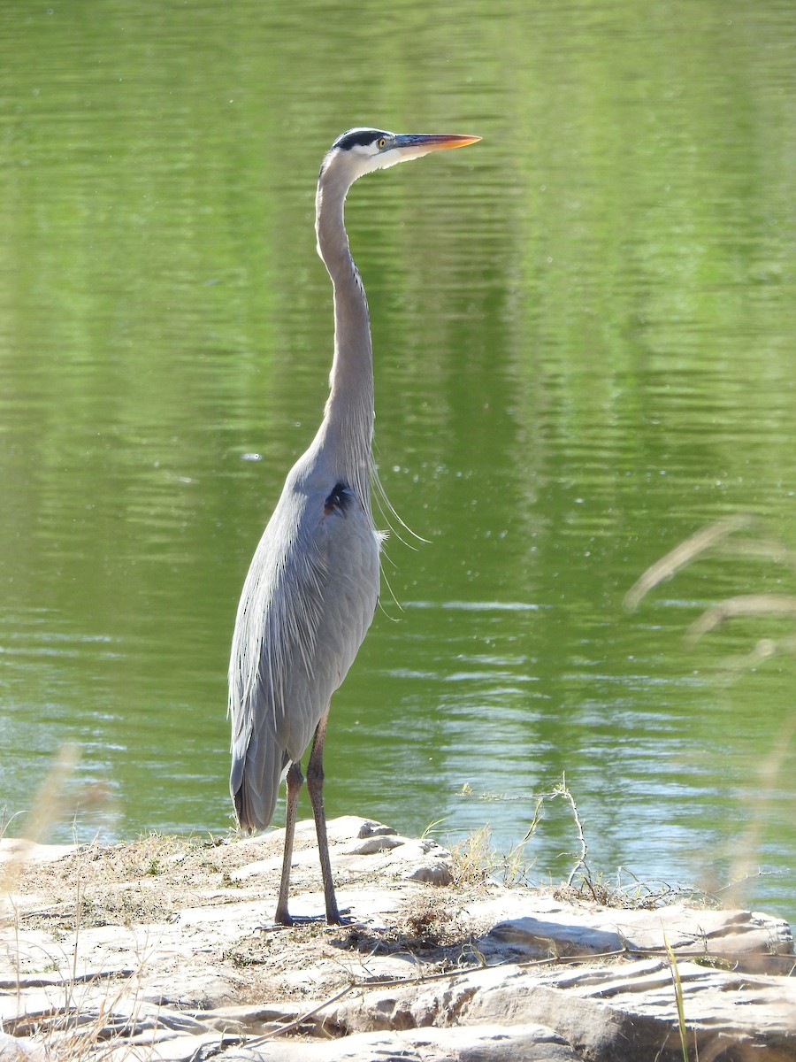 Great Blue Heron - ML647199977