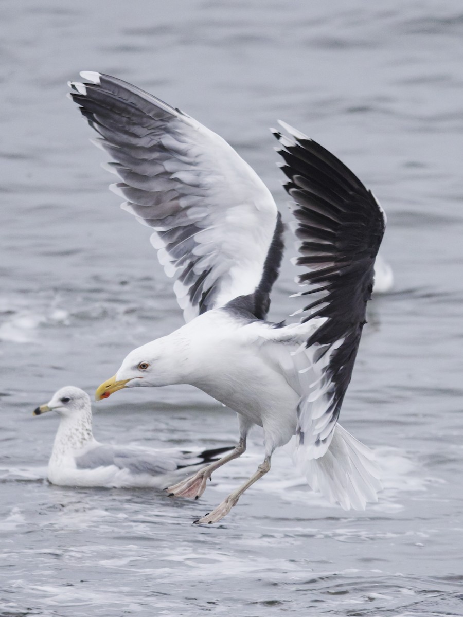 Great Black-backed Gull - ML647199978