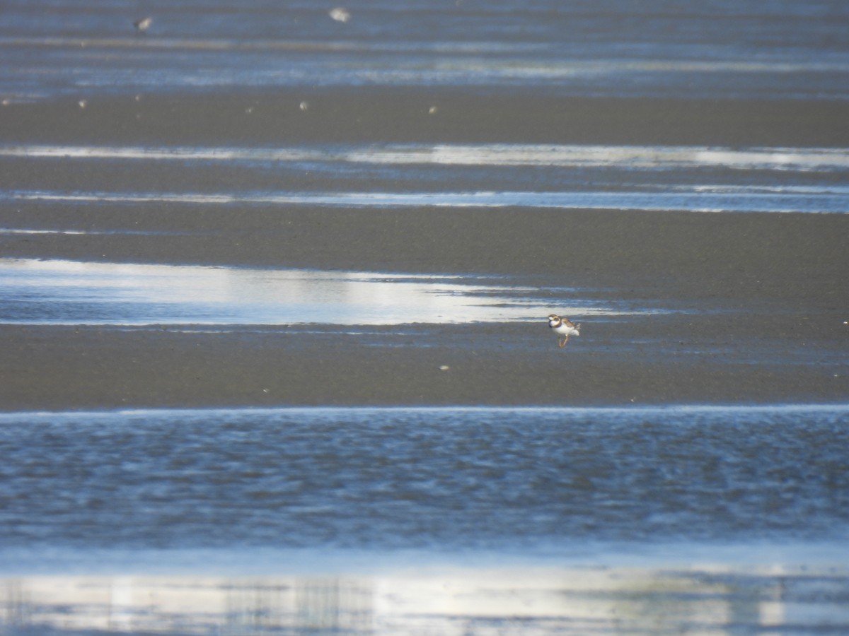 Semipalmated Plover - ML647199980