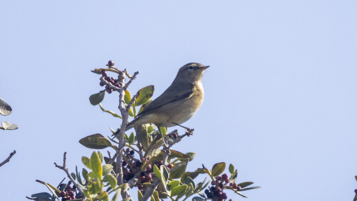 Common Chiffchaff - ML647199983