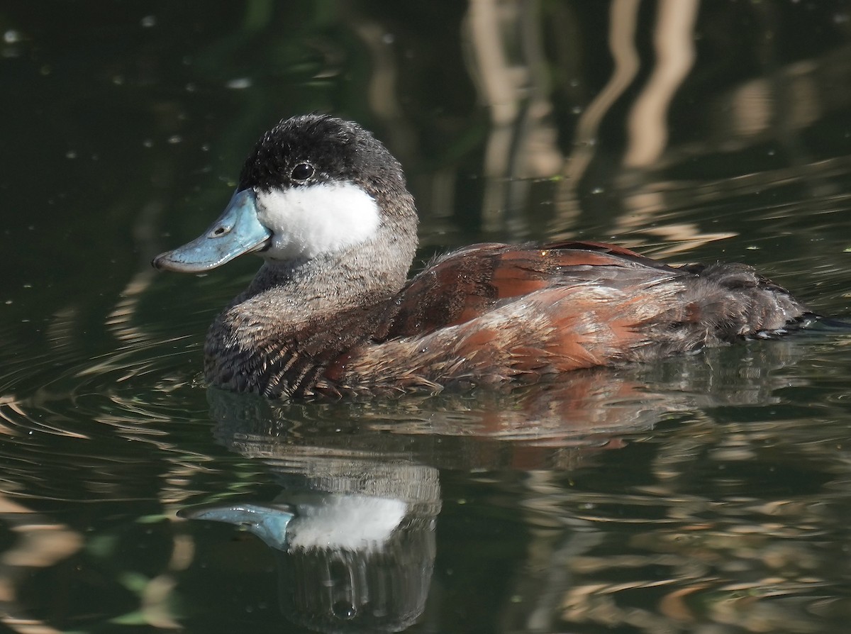 Ruddy Duck - ML647199985