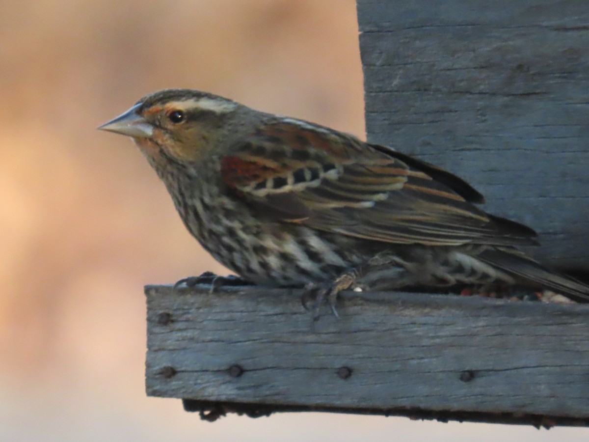 Red-winged Blackbird - ML647199987