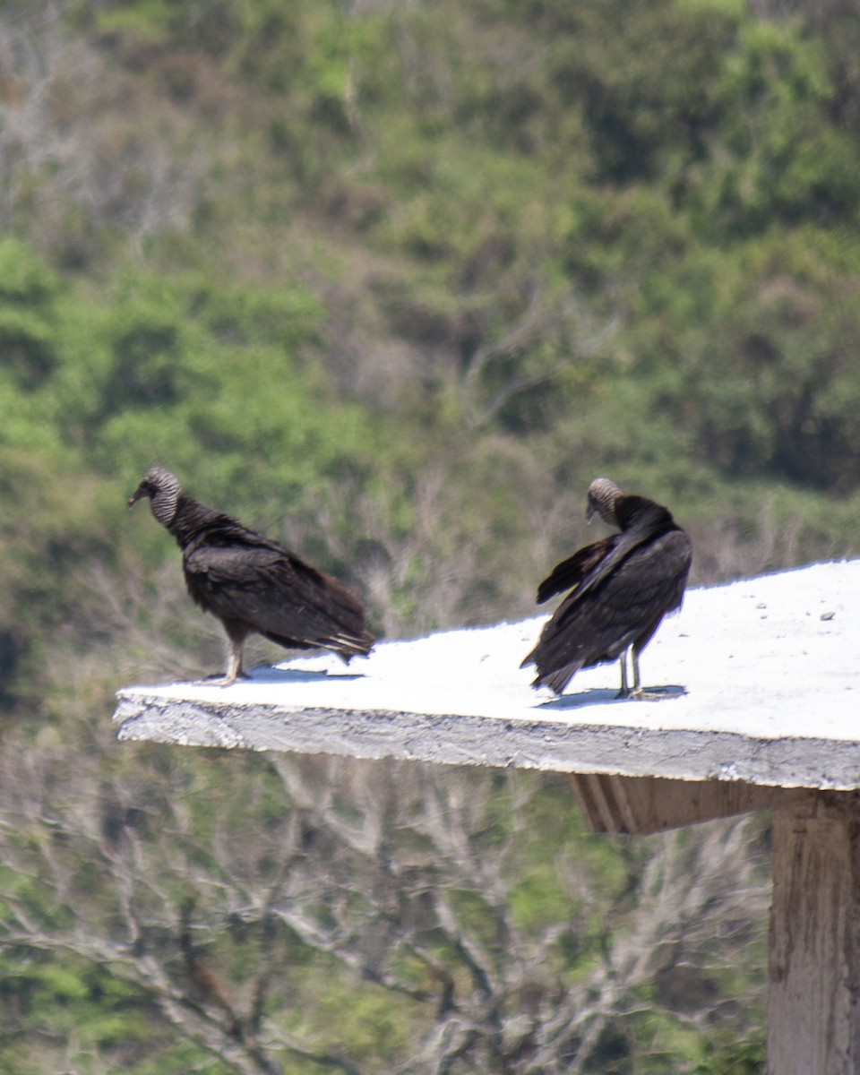 Black Vulture - ML647199989