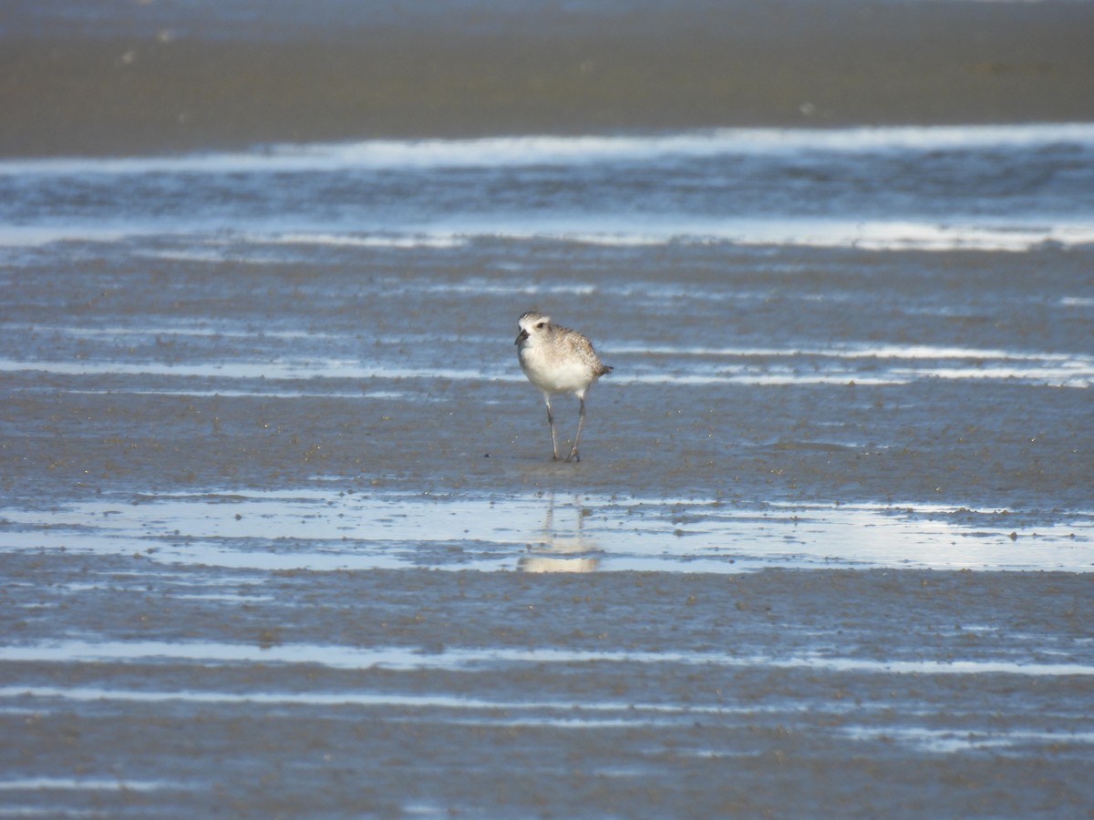 Black-bellied Plover - ML647199990