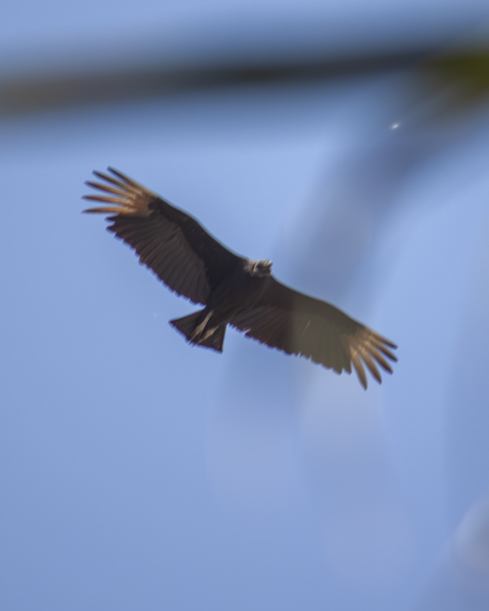 Black Vulture - ML647199991