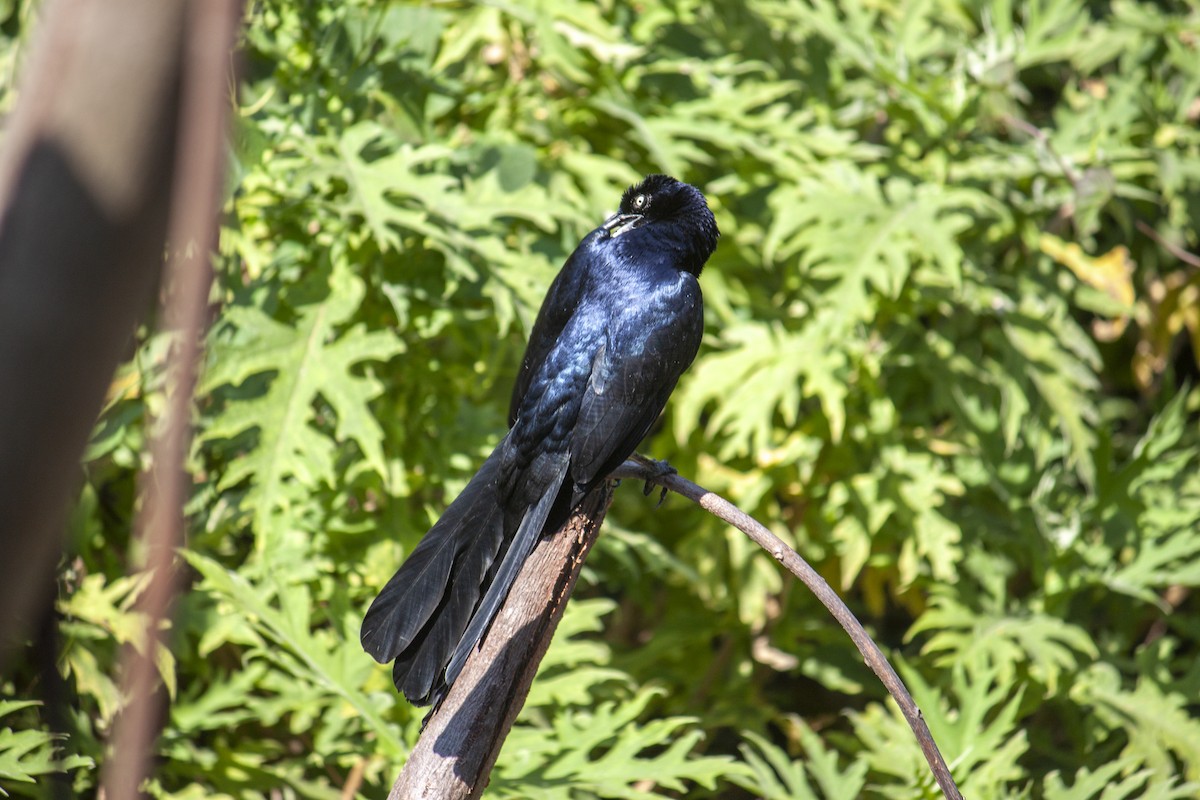 Great-tailed Grackle - ML647199992