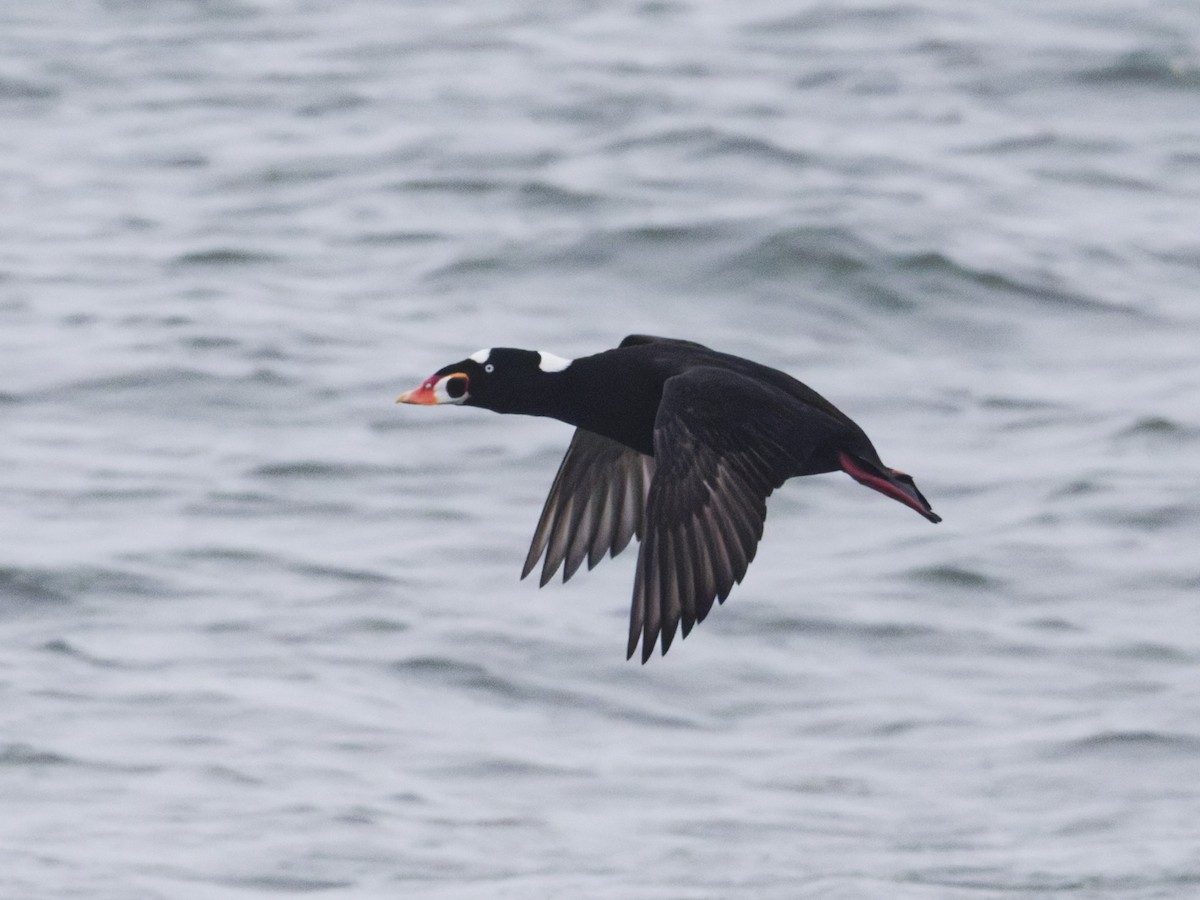 Surf Scoter - ML647199999