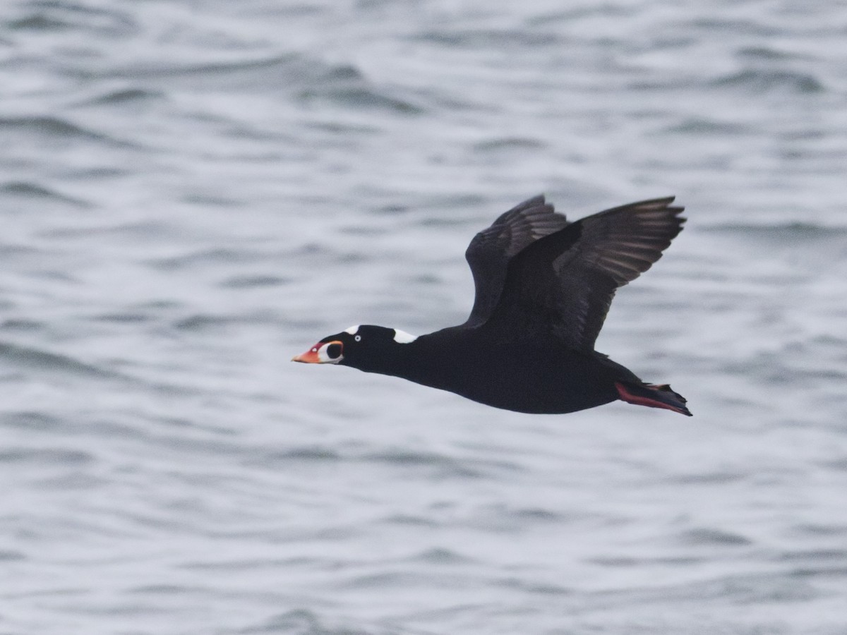 Surf Scoter - ML647200000