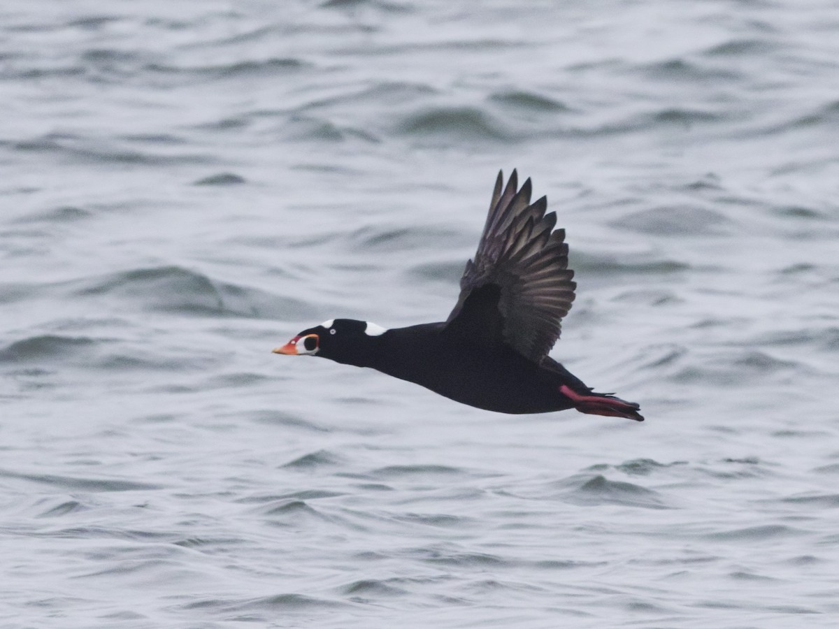 Surf Scoter - ML647200001
