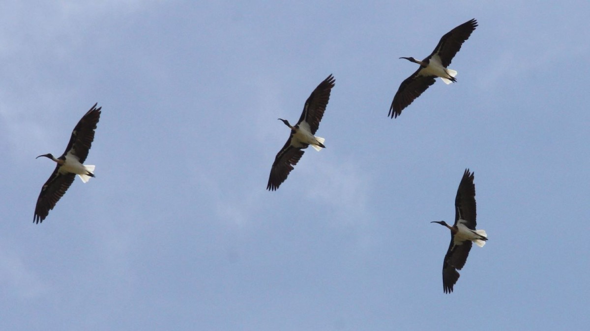 Straw-necked Ibis - ML647200008