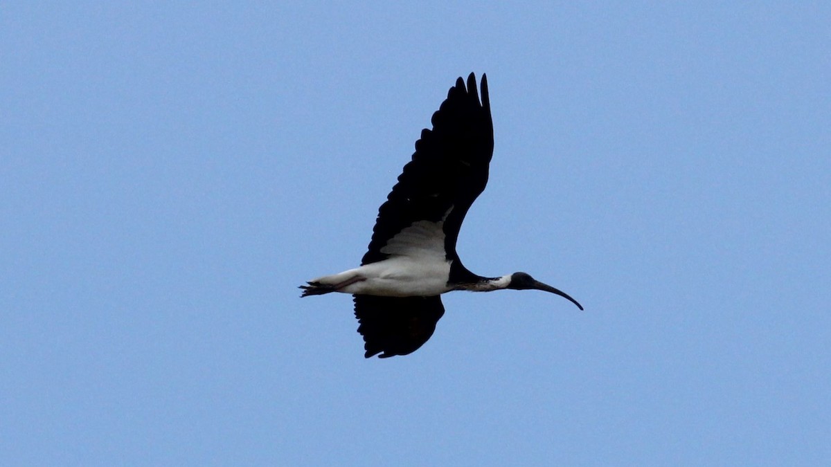 Straw-necked Ibis - ML647200009