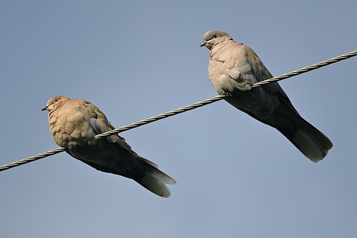 Eurasian Collared-Dove - ML647200011
