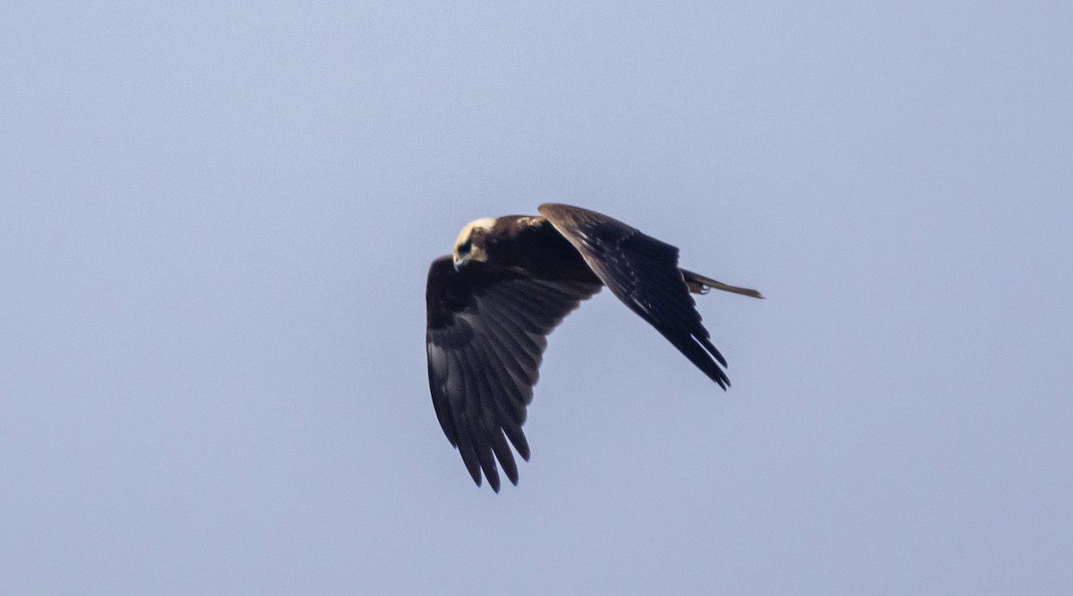 Western Marsh Harrier - ML647200013