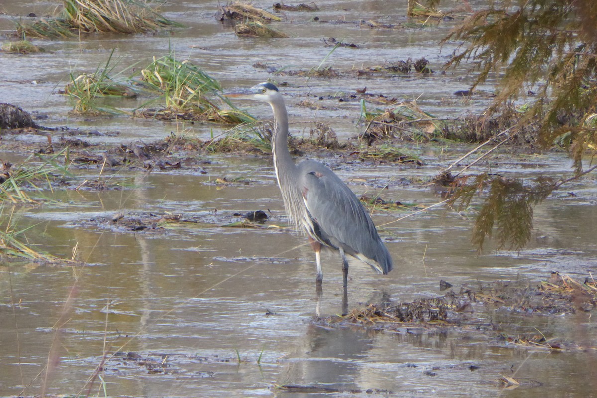 Amerika Gri Balıkçılı - ML647200018