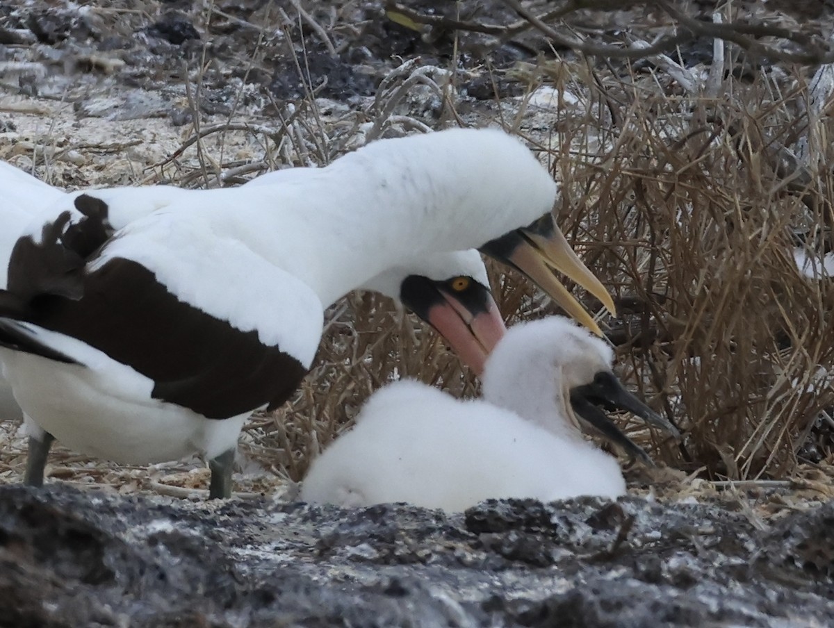 terej tichomořský - ML647200020