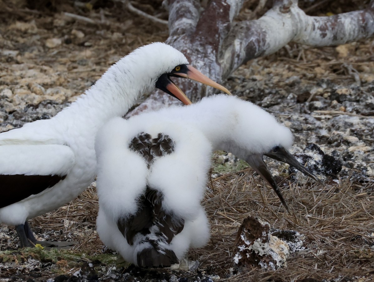 terej tichomořský - ML647200021