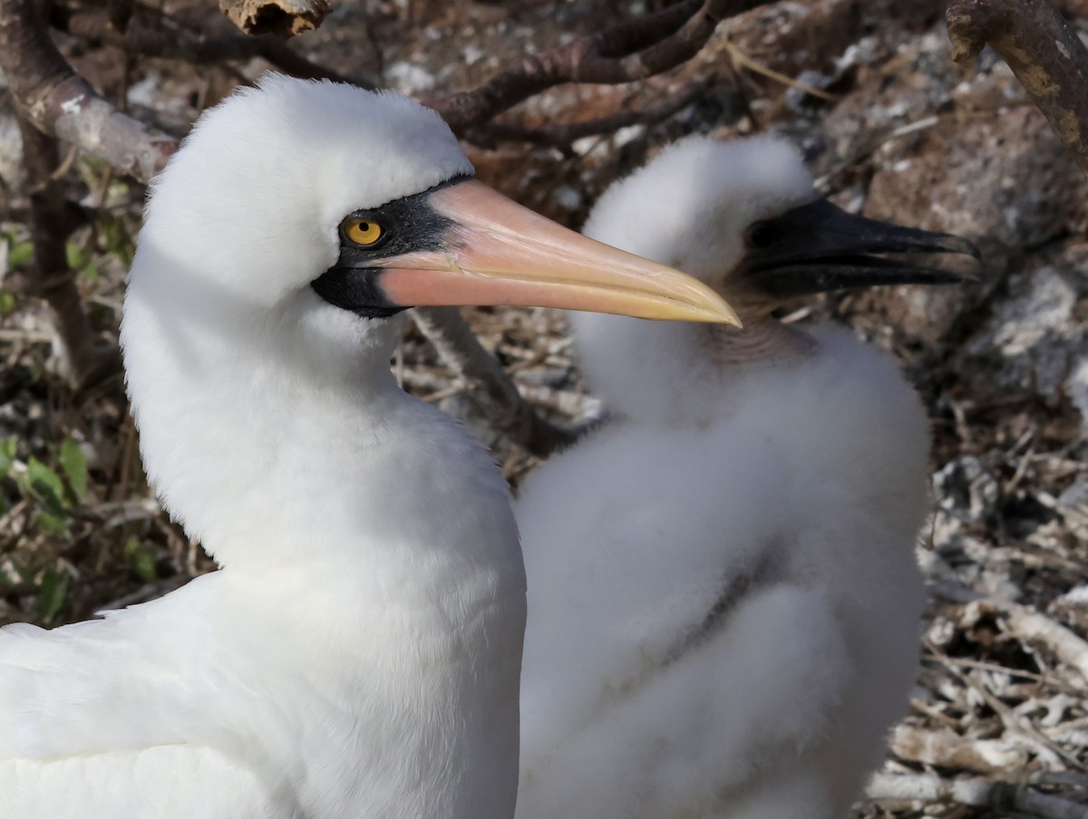 terej tichomořský - ML647200022